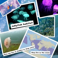 /album/jellyfish101/a67o044v7ue3w51oa7oj6tytolgmv2ng1-1-jpg/